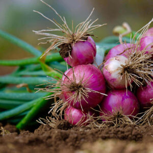 Oignon Violet Local