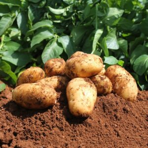 Pomme de terre Locale