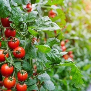 tomate_wakama