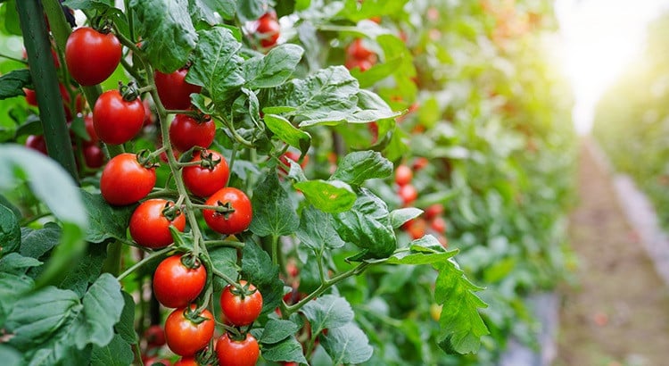 Tomate Locale